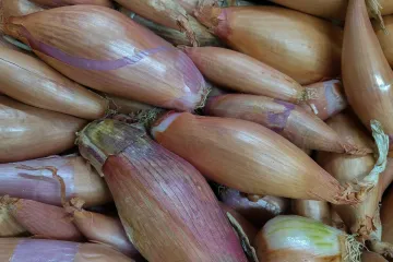 Luk šalot - najsađi mladi luk koji ćete ikada probati