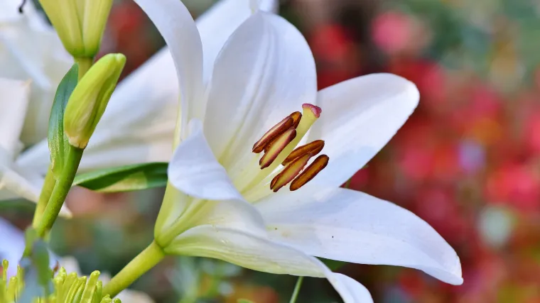 Sadnja lukovica u proljeće