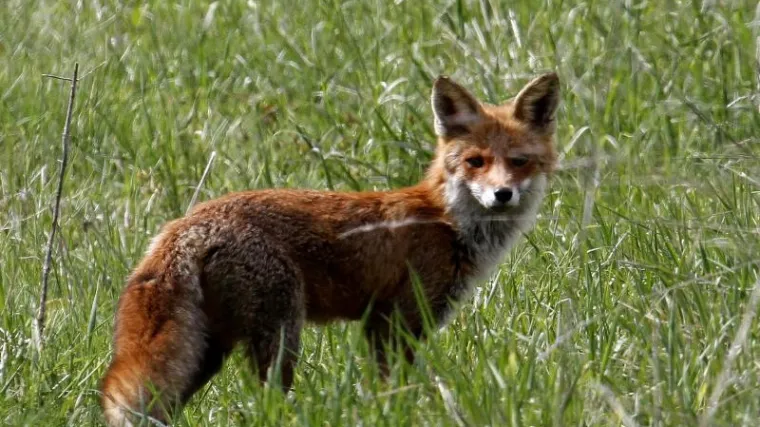 Najezda lisica u Dalmatinskoj Zagori: 'Zaboravim li životinje na minutu, gotovo je, nema ih vi&scaron;e'