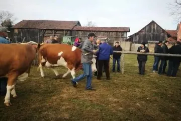 Ministar Tolušić daje upute kako staviti zvono kravi oko vrata