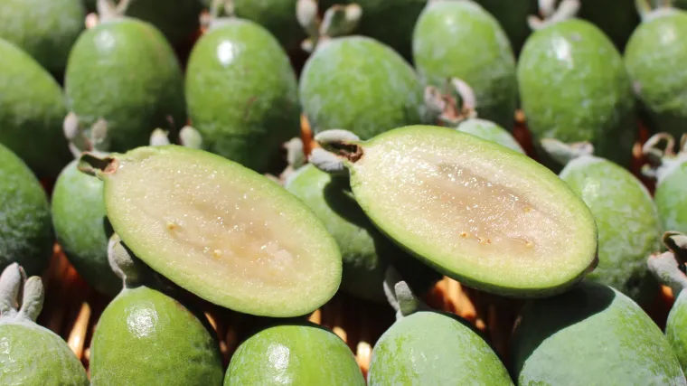Feijoa uzgoj - opremite svoj vrt egzotičnim voćem