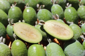 Feijoa uzgoj - opremite svoj vrt egzotičnim voćem