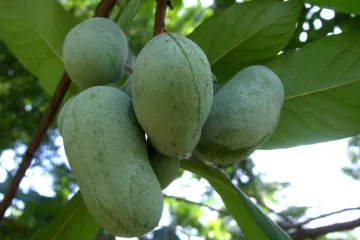Indijanska banana razmnožavanje - otkrijte sve o uzgoju ukusne voćke