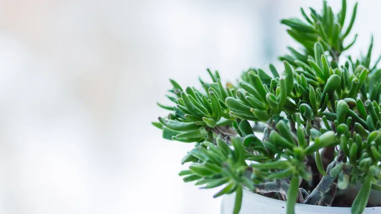 Pahira biljka - ukrasna biljka za koju se vjeruje da privlači novac