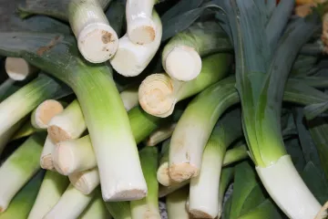 Sadnja poriluka u jesen - kakvi su uvjeti za sadnju poriluka u jesen