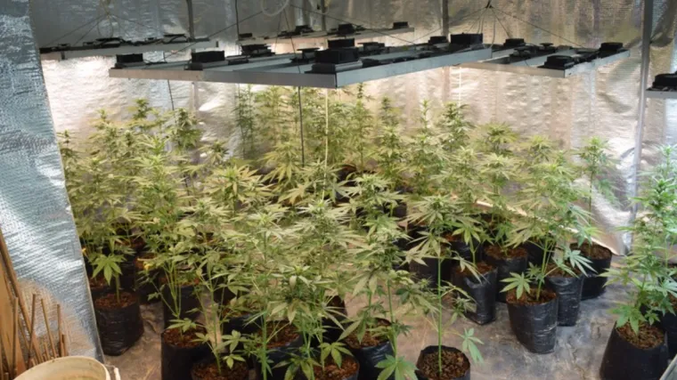 Zadranin u kući napravio 'plantažu' marihuane: Zbog visoke kvalitete na ulici vrijedi 2 milijuna kuna