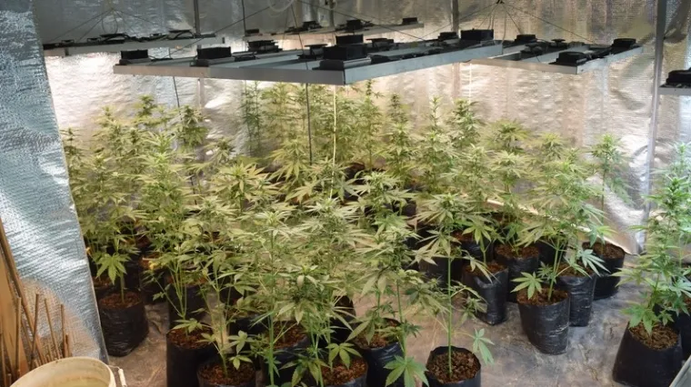 Iznad svake biljke postavio LED lampicu s ventilatorom