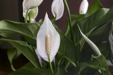 Biljke za dnevni prostor - Spatifilum cvjetanje i uzgoj