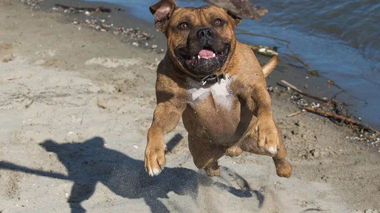 Maloljetnik napao 19-godi&scaron;njaka i nahu&scaron;kao psa na njega: Izgrizao ga je po tijelu!