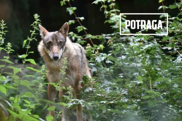 Stoljetna borba čovjeka protiv prirode: Vukovi stočarima rade štetu, a odšteta koju dobivaju je premala