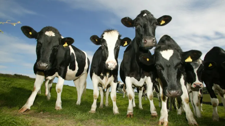 &Scaron;vicarci na referendumu rekli 'NE' ne rezanju rogova kravama i kozama! 53 posto glasača protiv inicijative