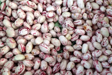 Uzgoj graha - osigurajte si prirodnu hranu i zasadite grah u vrtu