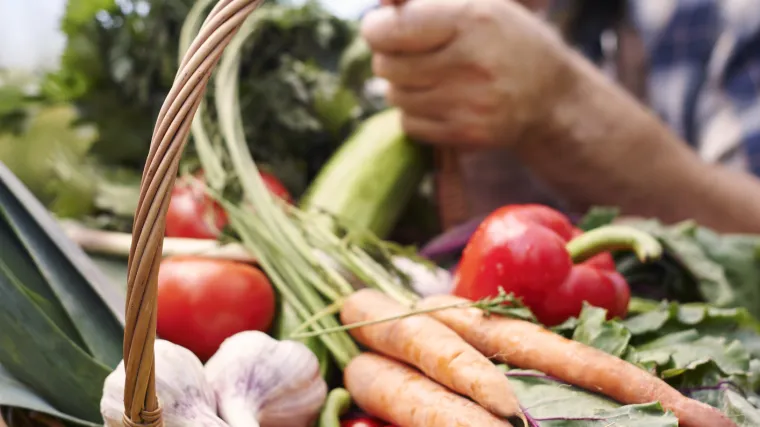 Povrće vrste, sadnja i uzgoj u jesen