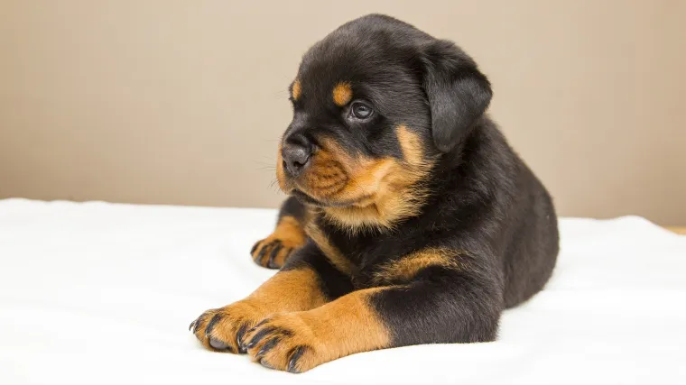Rottweiler štenci - Uzgoj i odgoj