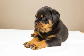 Rottweiler štenci - Uzgoj i odgoj