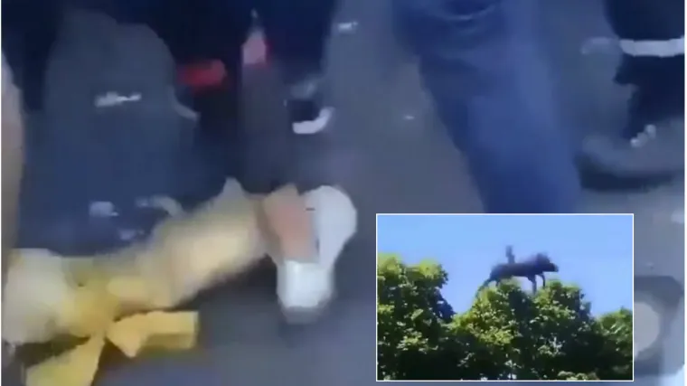 Pažnja - uznemirujući video!