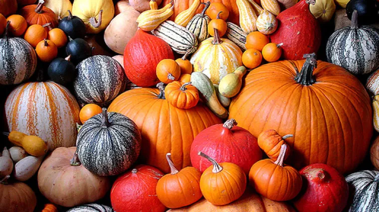 Vrste jestive bundeve - otkrijte nove okuse uz ove bundeve