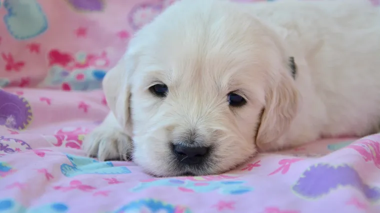 Imena za pse ženke - budite originalni i odaberite pravo ime za kujicu