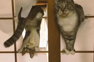 KAO DA IM JE VLASNIK ANTUNTUN: Ovim mačkama logika nije jača strana, ali neka su one nama žive i zdrave