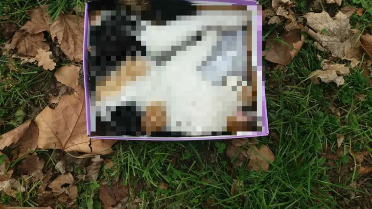 Zagrepčane dočekao užasan prizor: Jednu mrtvu mačku na&scaron;li u kutiji na livadi, a tri su bačene u kontejner