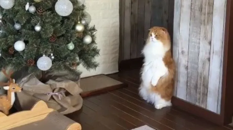 Mislite li da se samo podmuklo sprema sru&scaron;iti bor, grdno se varate