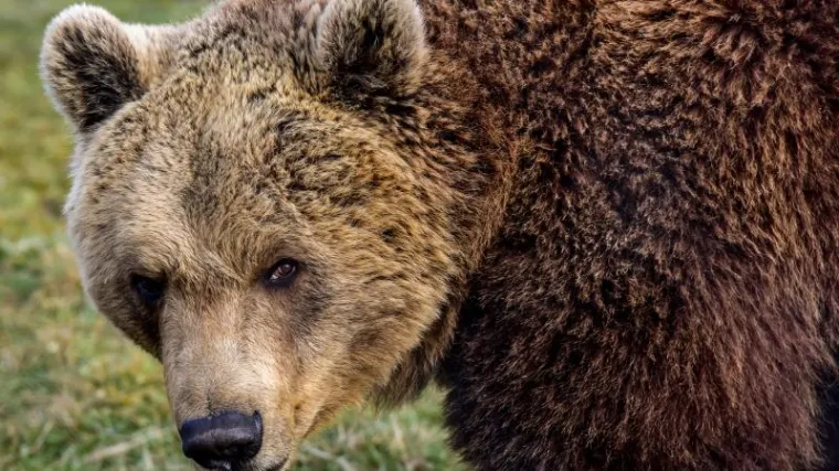 Za&scaron;to medo ne spava zimski san? Pogledajte bliski susret lovaca i mrcine od 200 kilograma