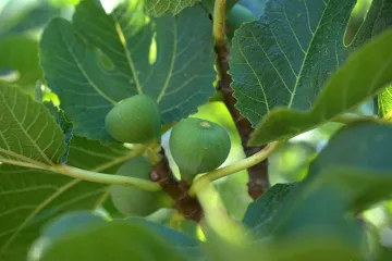 Zimsko orezivanje smokve - krivi potez može uništiti naš trud