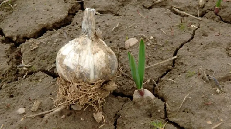 Sijanje luka iz sjemena