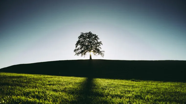 Japanski bagrem stablo široke i guste krošnje