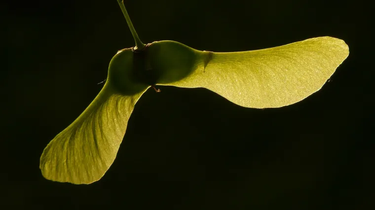 Znate li kakav je plod javora i za što se koristi