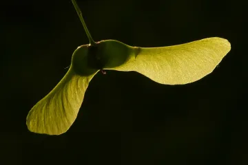 Znate li kakav je plod javora i za što se koristi