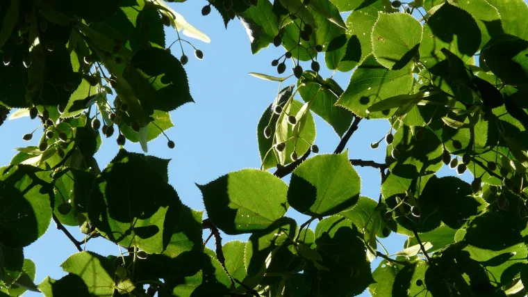 Ukrasna lipa ili sobna lipa prekrasno stablo za svaki veći stan