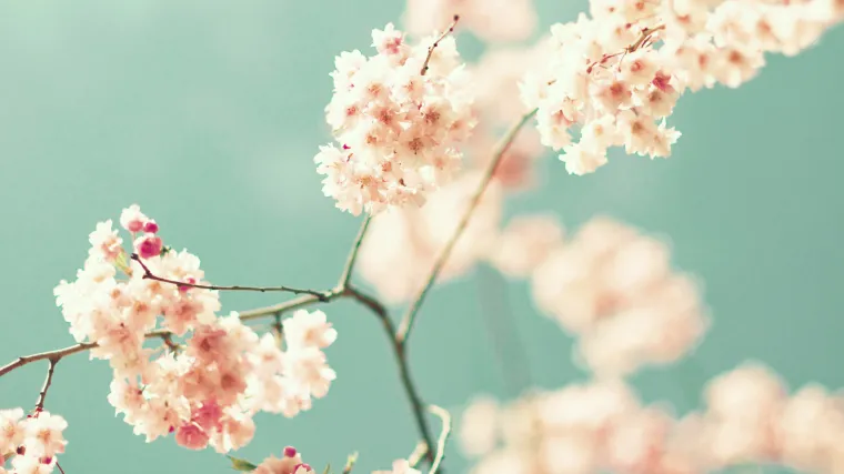 Ukrasna trešnja jedno od najljepših ukrasnih stabala