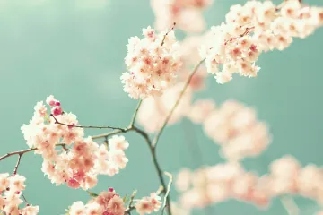 Ukrasna trešnja jedno od najljepših ukrasnih stabala