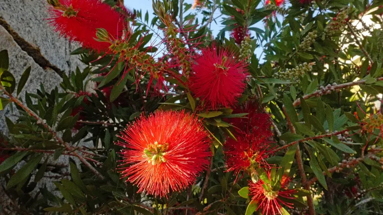Kalistemon - uzgoj jedne od najljep&scaron;ih vrtnih biljaka