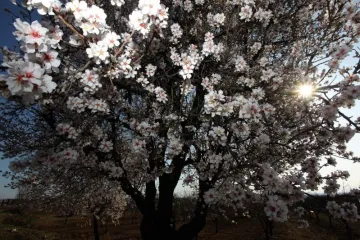 Otkrijte koje egzotične biljke mogu narasti u vašem vrtu