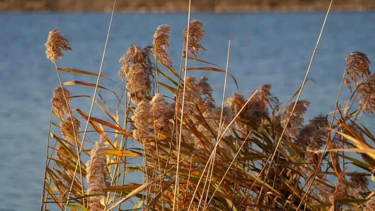 Saznajte može li šaš biljka biti dodatak vašem vrtu i za što služi