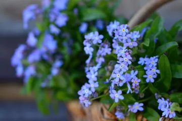 Potočnica biljka - upoznajte cvijet atraktivne boje i uljepšajte vrt