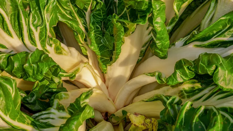 Znate li kako izgleda blitva