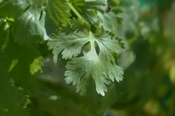 Peršin sijanje i radovi u vrtu