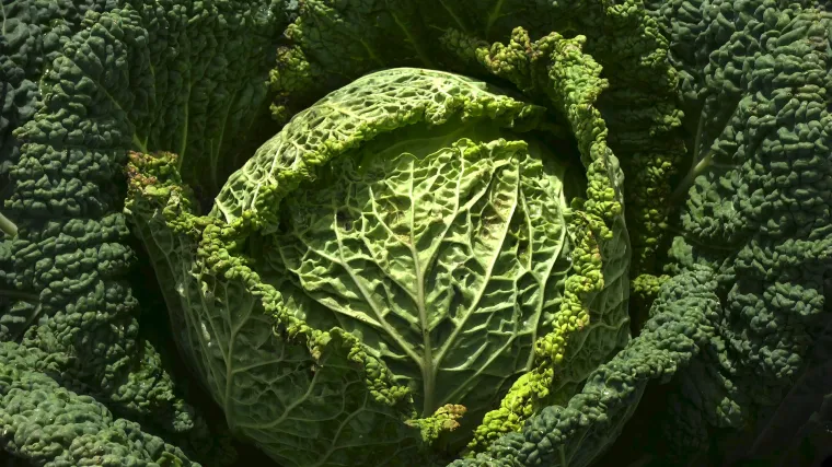 Sjetva kupusa - koje sorte kupusa odabrati za sjetvu