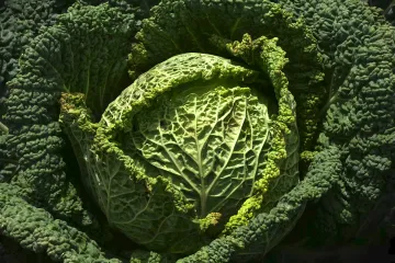 Sjetva kupusa - koje sorte kupusa odabrati za sjetvu