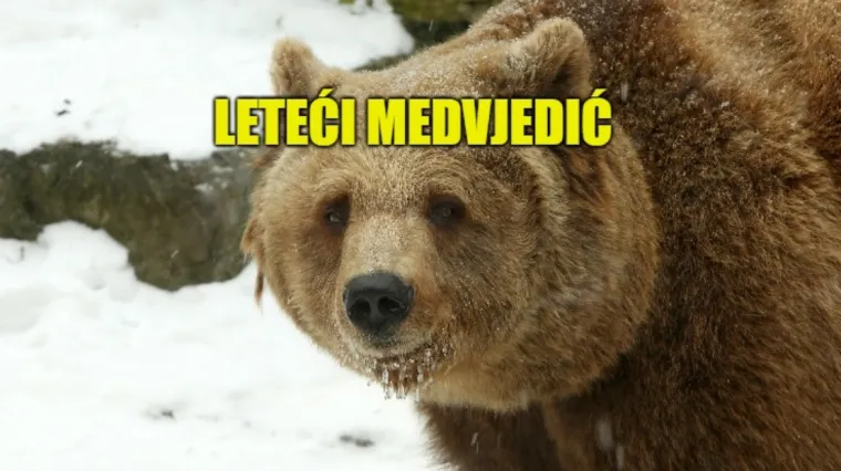 'Pablo EscoBear': Medvjed pojeo 40 kg kokaina i razotkrio krijumčare