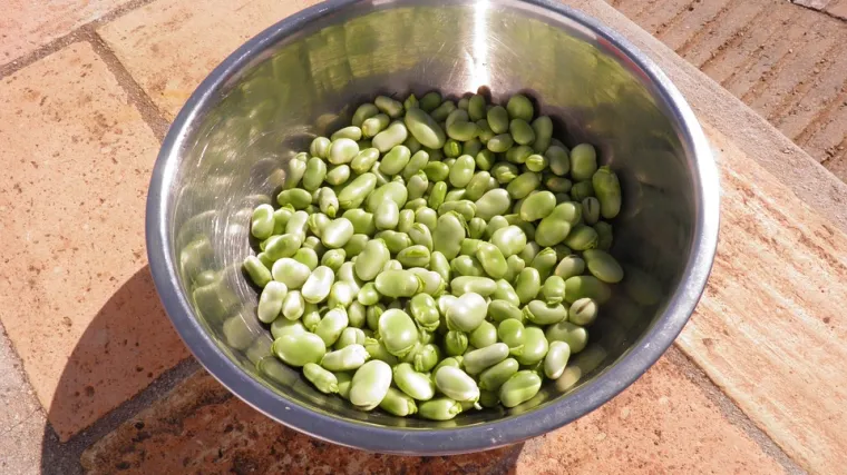 Kada se vrši sadnja boba u Dalmaciji