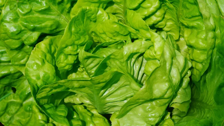 Uzgoj salate na otvorenom