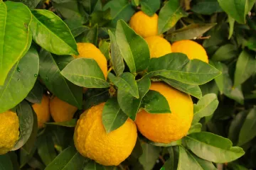 Otkrijte možete li uzgojiti stablo limuna u svom domu