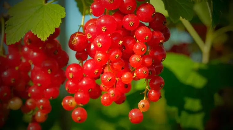 Orezivanje ogrozda: kako to učiniti pravilno?