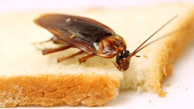 Jelov potkornjak: što je jelov potkornjak?