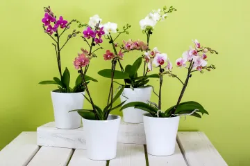 Orhideja phalaenopsis - otkrijte što sve treba ova jedinstvena biljka