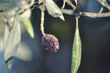 Potkornjak maslina: što je potkornjak maslina?